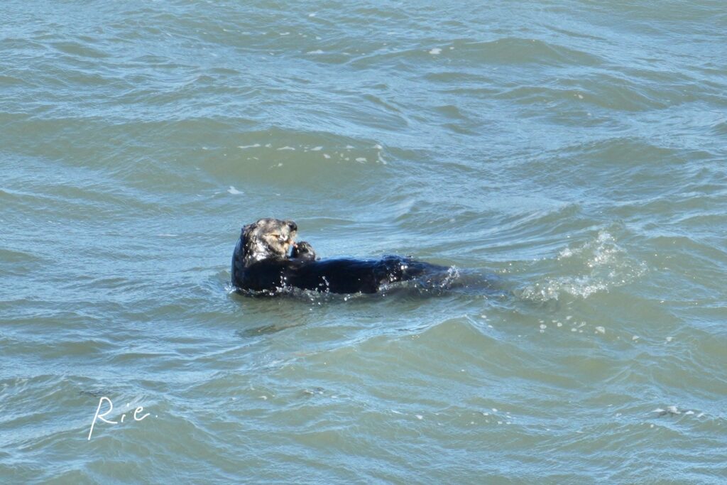 お食事中のラッコ