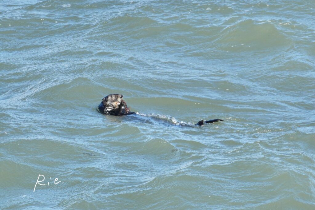 お食事中のラッコ