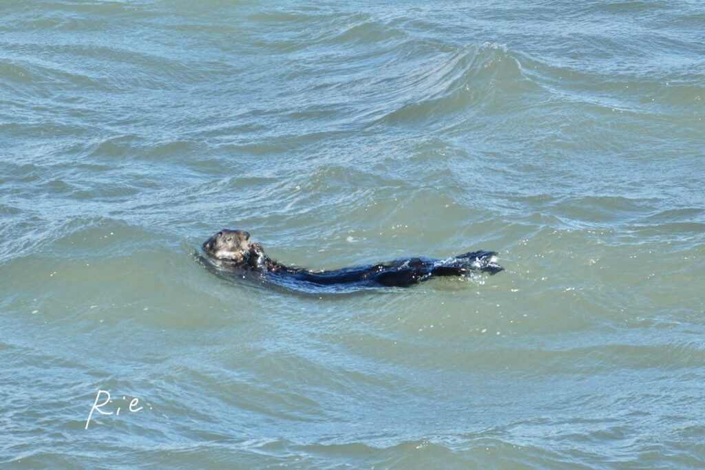 お食事中のラッコ