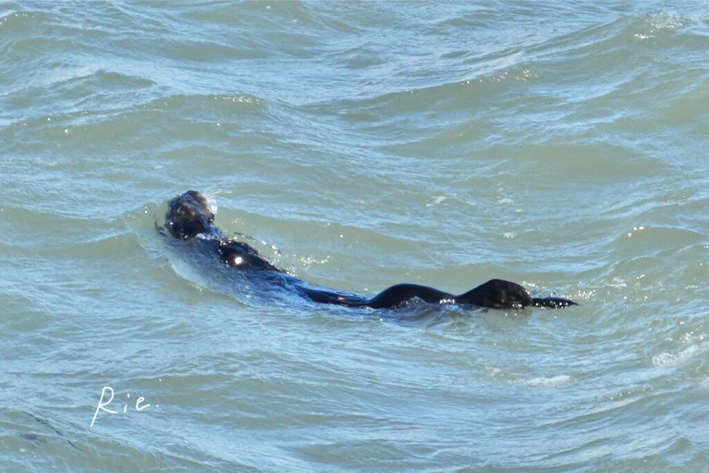 胴長に見えるラッコ