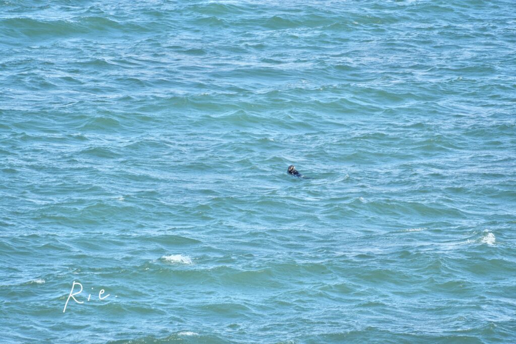 だんだん離れていったラッコ