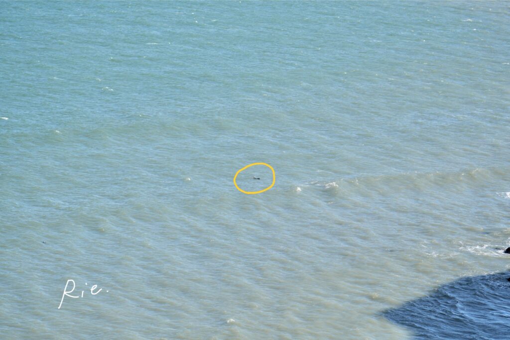 遠くに見つけたラッコ