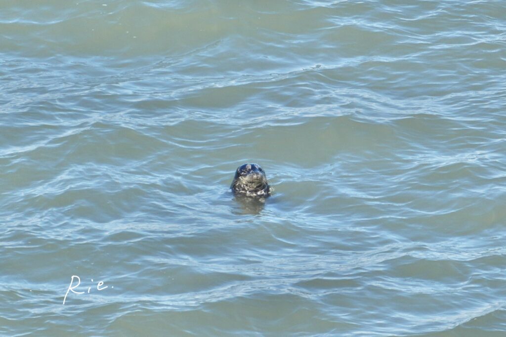 召され顔のアザラシ