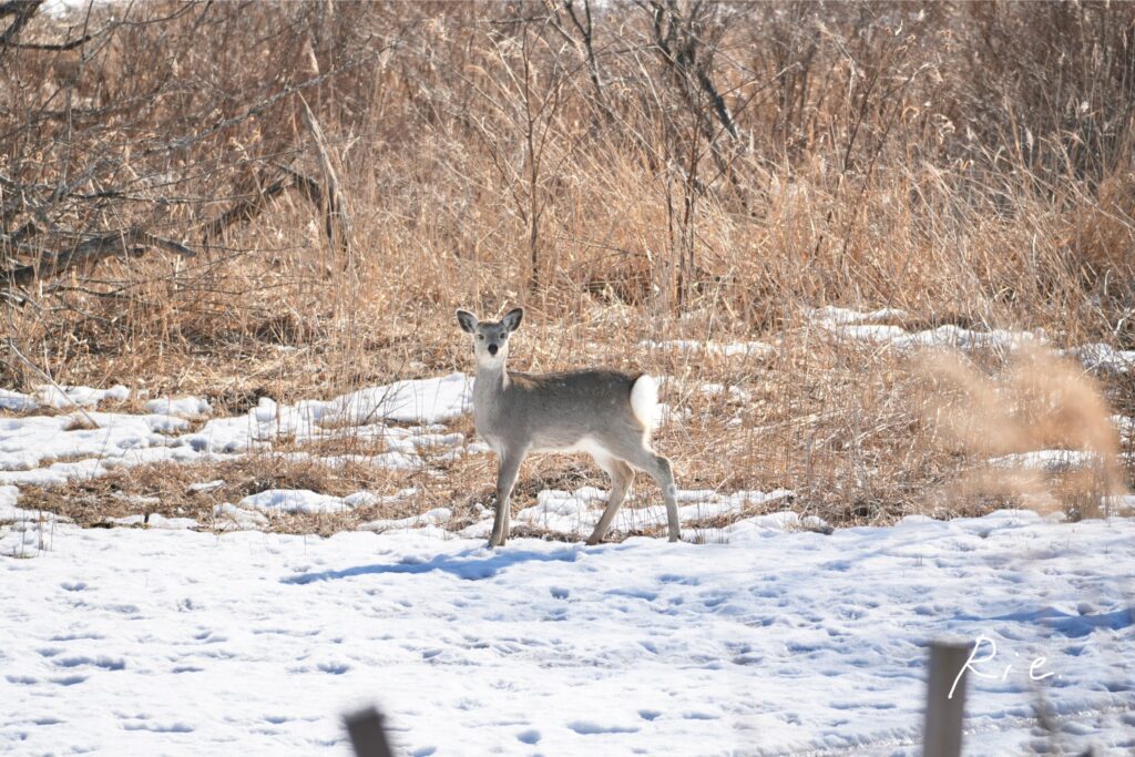 こちらを見つめる鹿さん