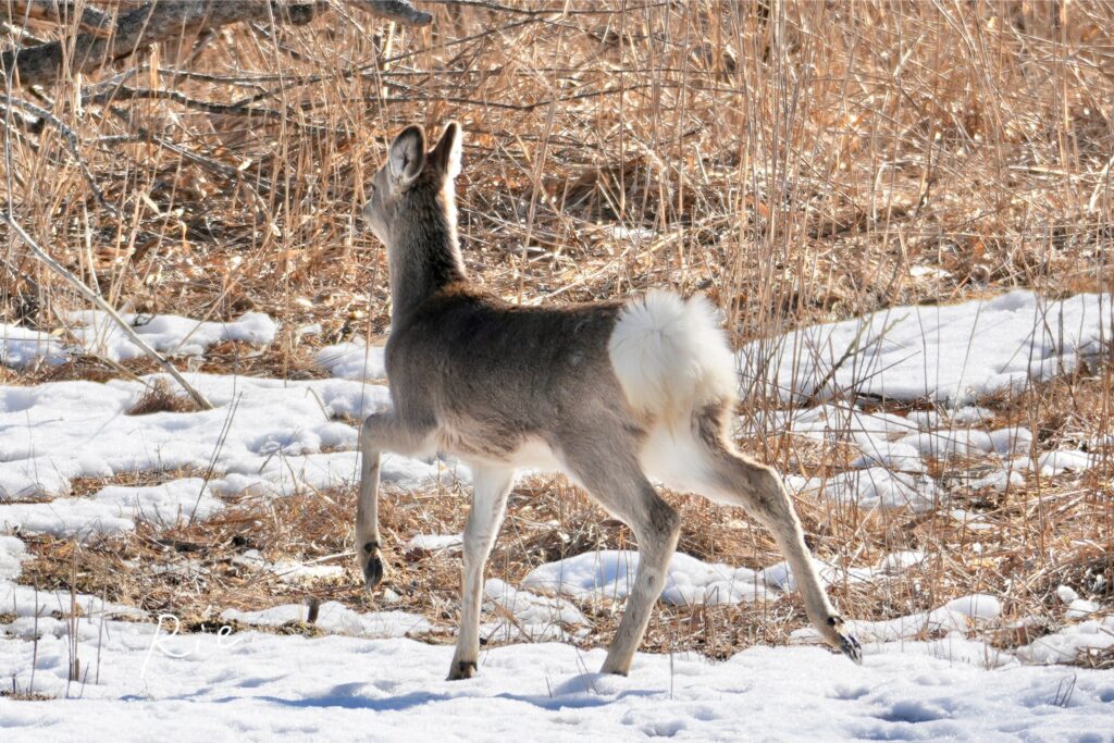警戒する鹿さん