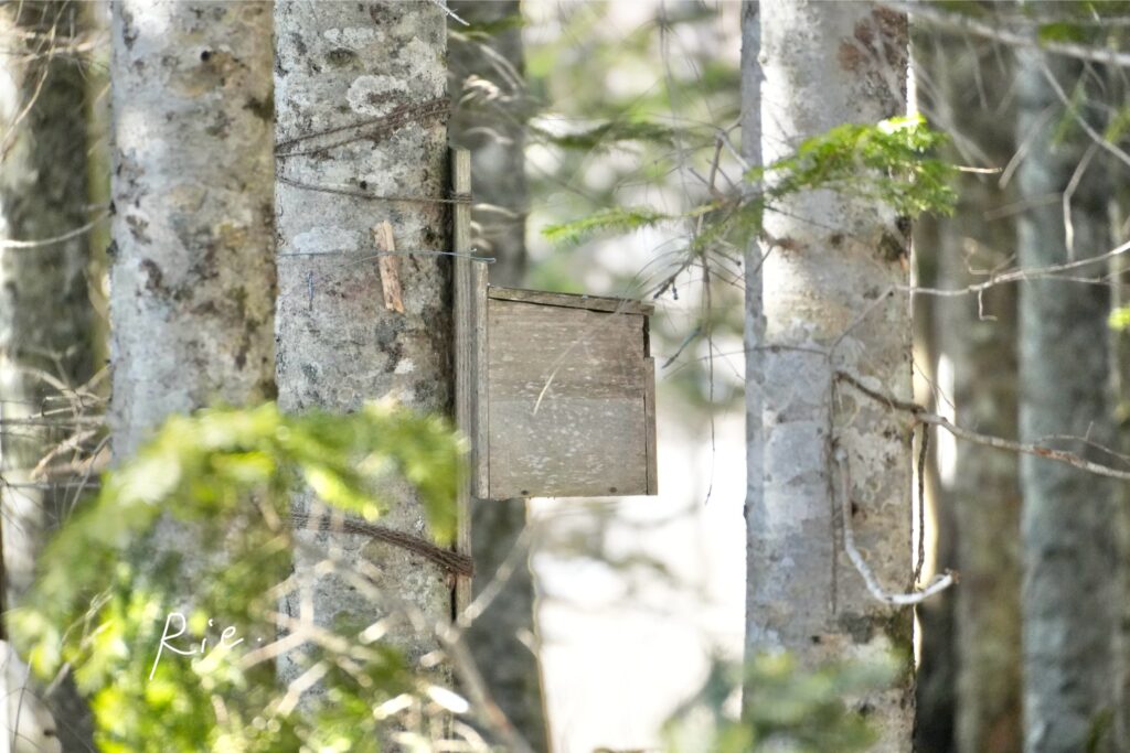 小動物用の木箱