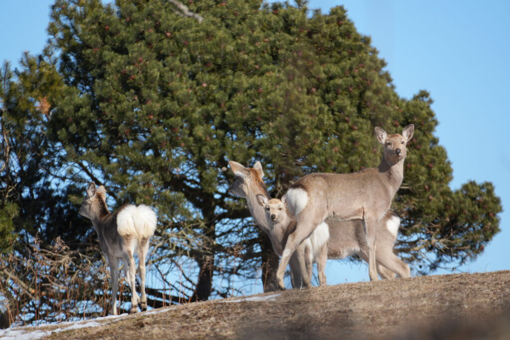 鹿さんの群れ