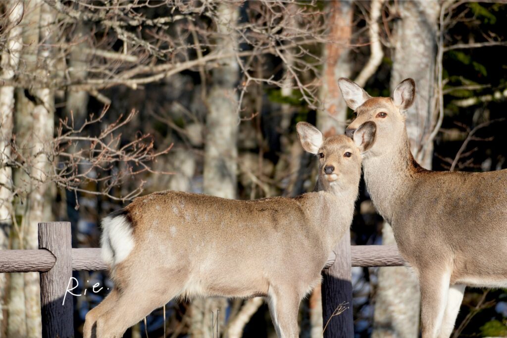 鹿さん親子