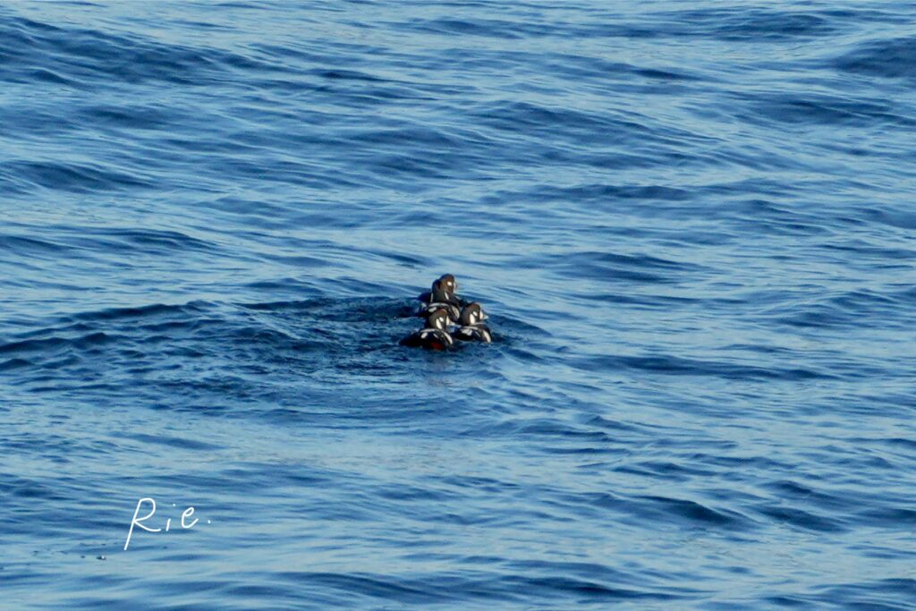 連なって泳ぐカモたち