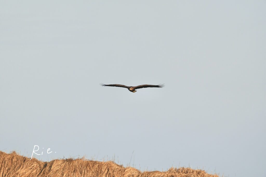 こちらに飛んできたオジロワシ