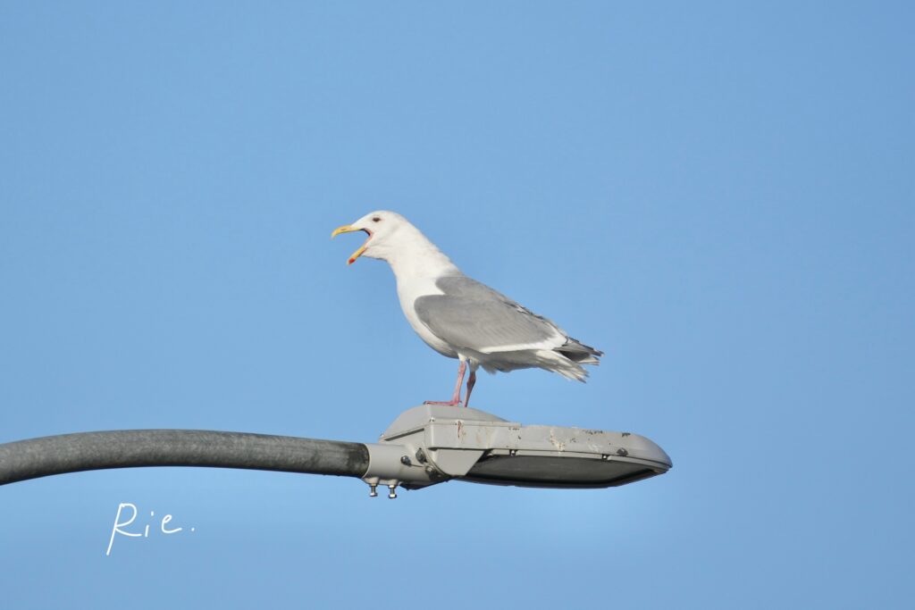 大あくびするカモメ