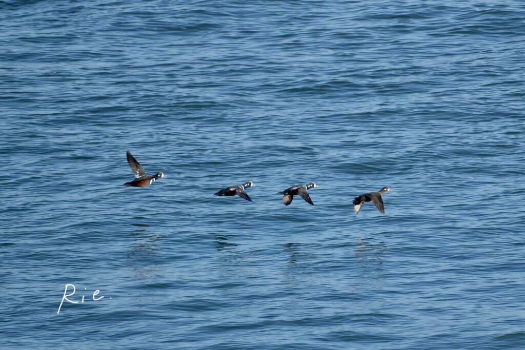 飛んでいるシノリガモ