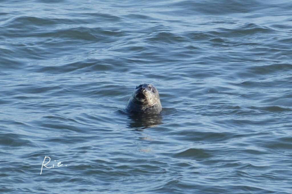 ゼニガタアザラシ