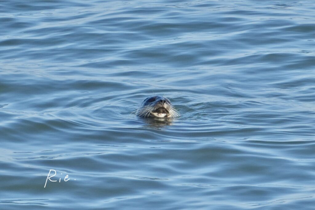 ゼニガタアザラシ