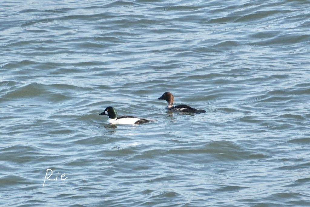 ホオジロガモのペア