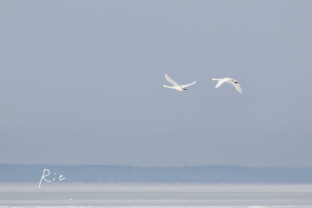飛んでいる白鳥
