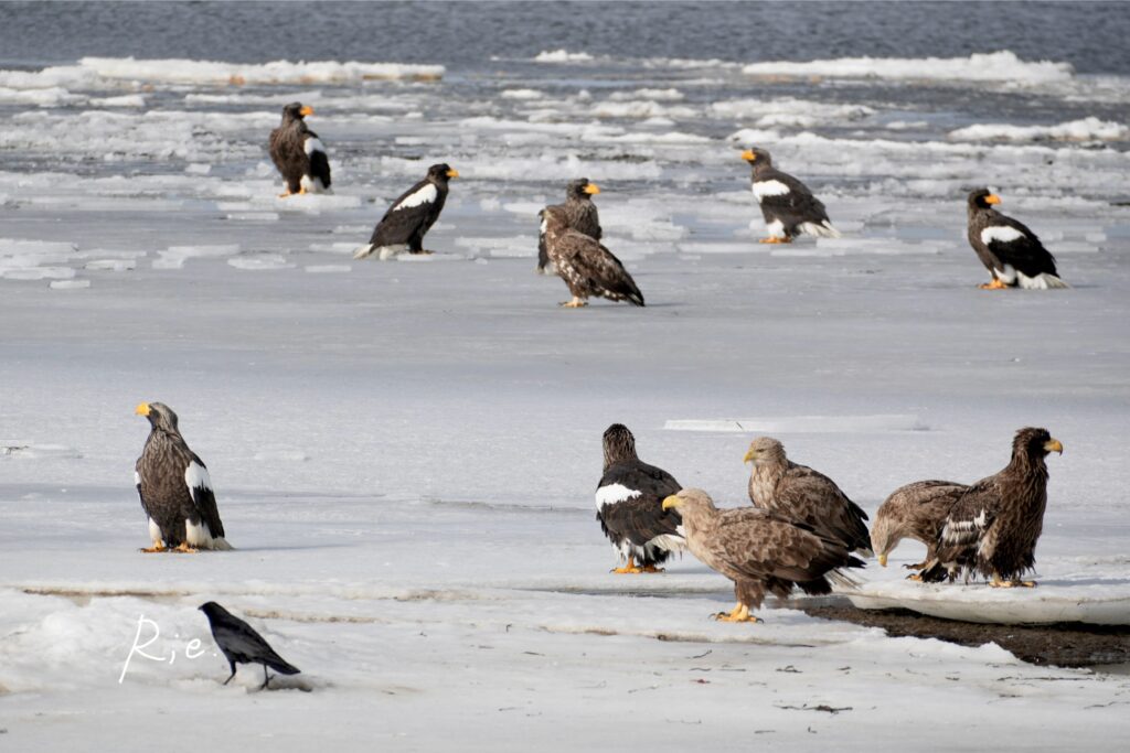 猛禽の中に紛れるカラス
