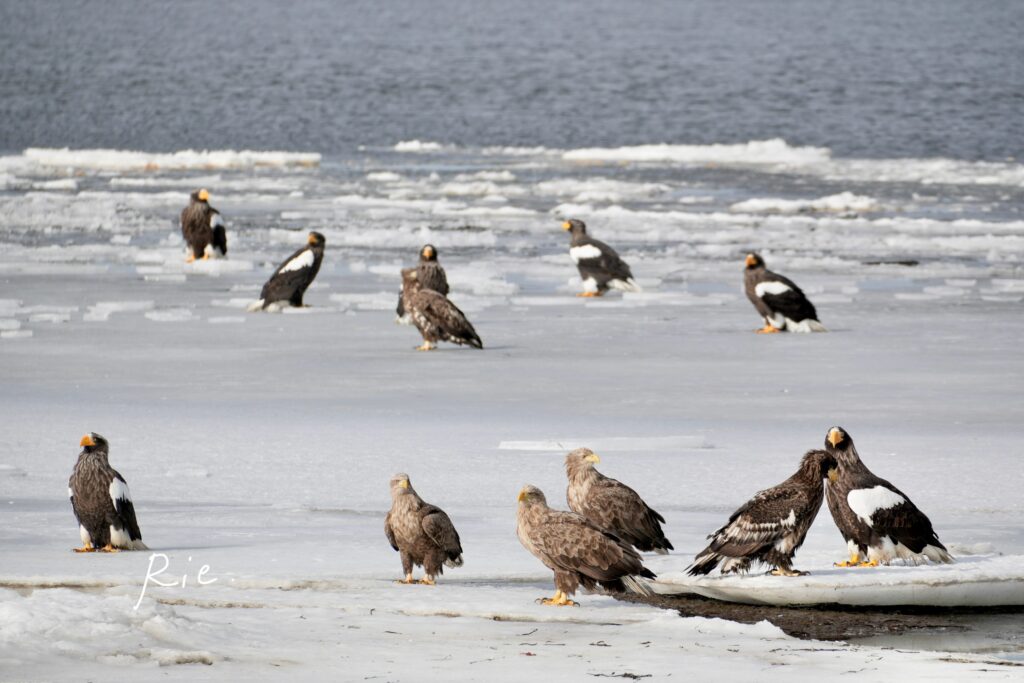 オオワシとオジロワシ