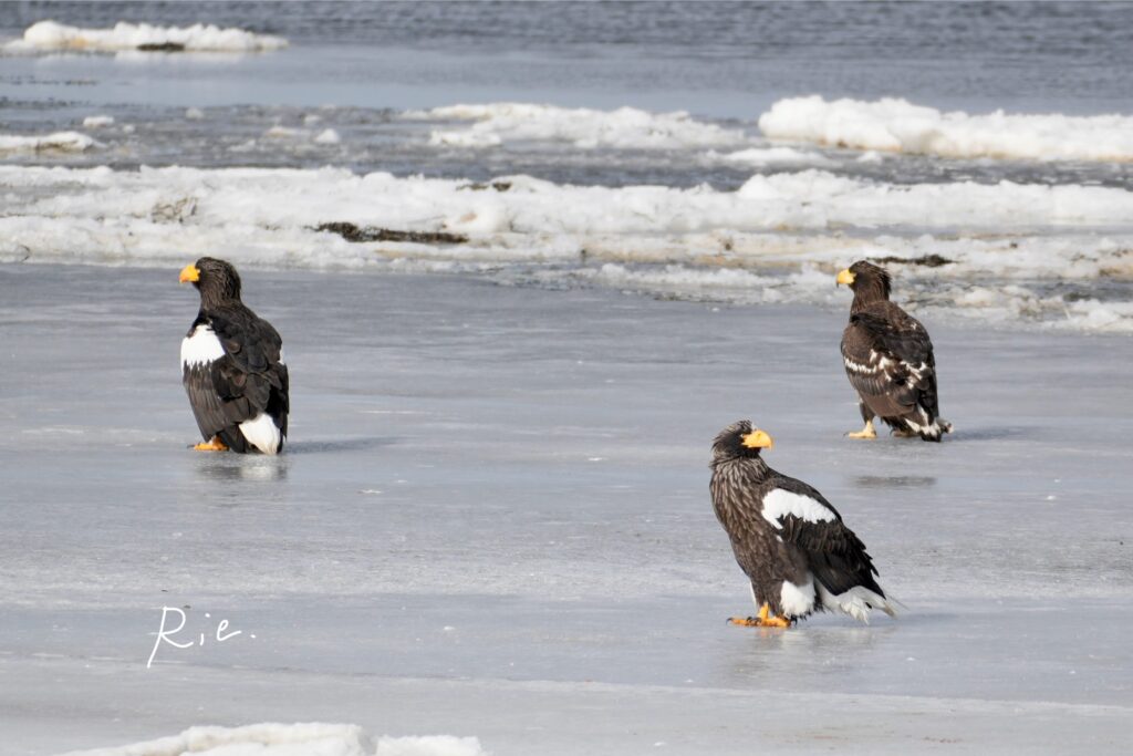 オオワシの成鳥と幼鳥