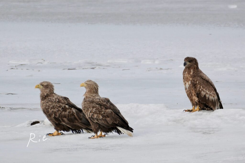 オジロワシの成鳥と幼鳥