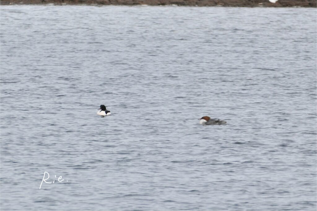 カワアイサのペア