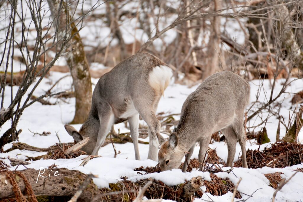 エゾシカ