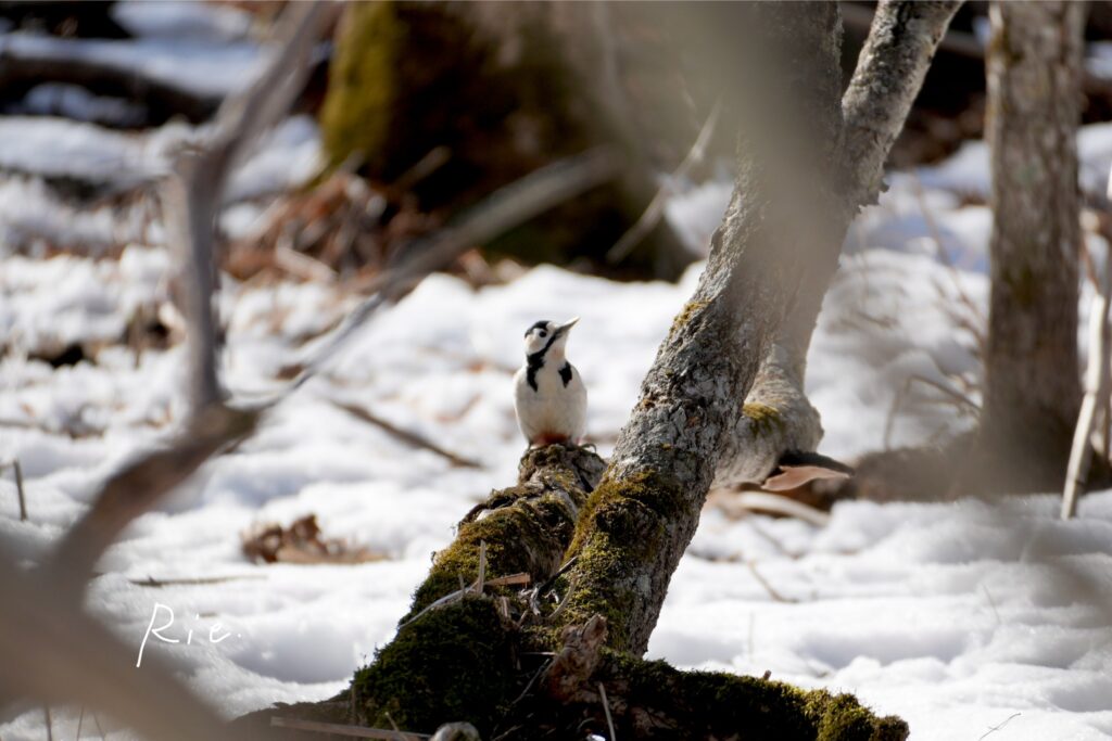地面に近いところにいたアカゲラ