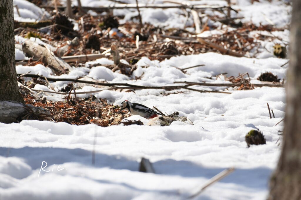 地面をつつくアカゲラ