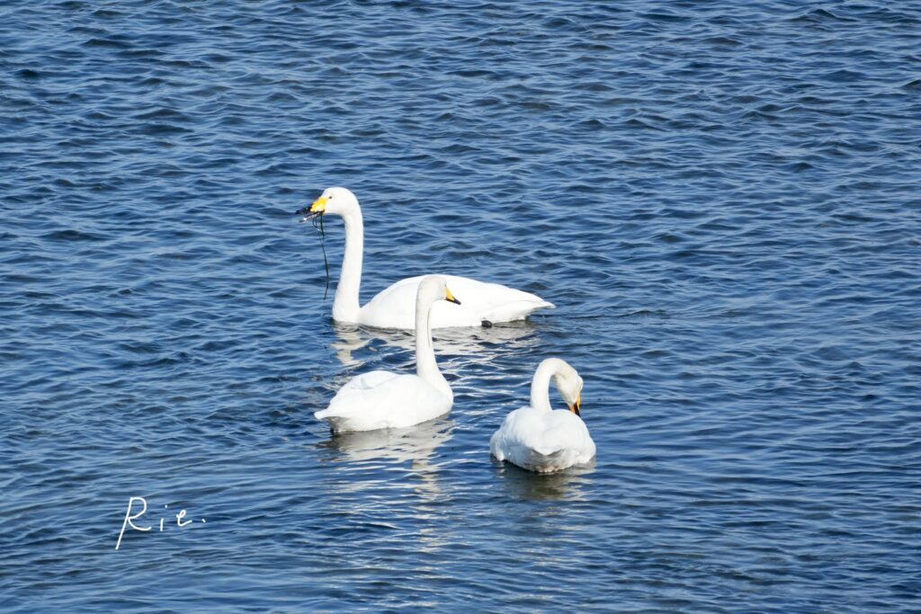 水草を食べるオオハクチョウ