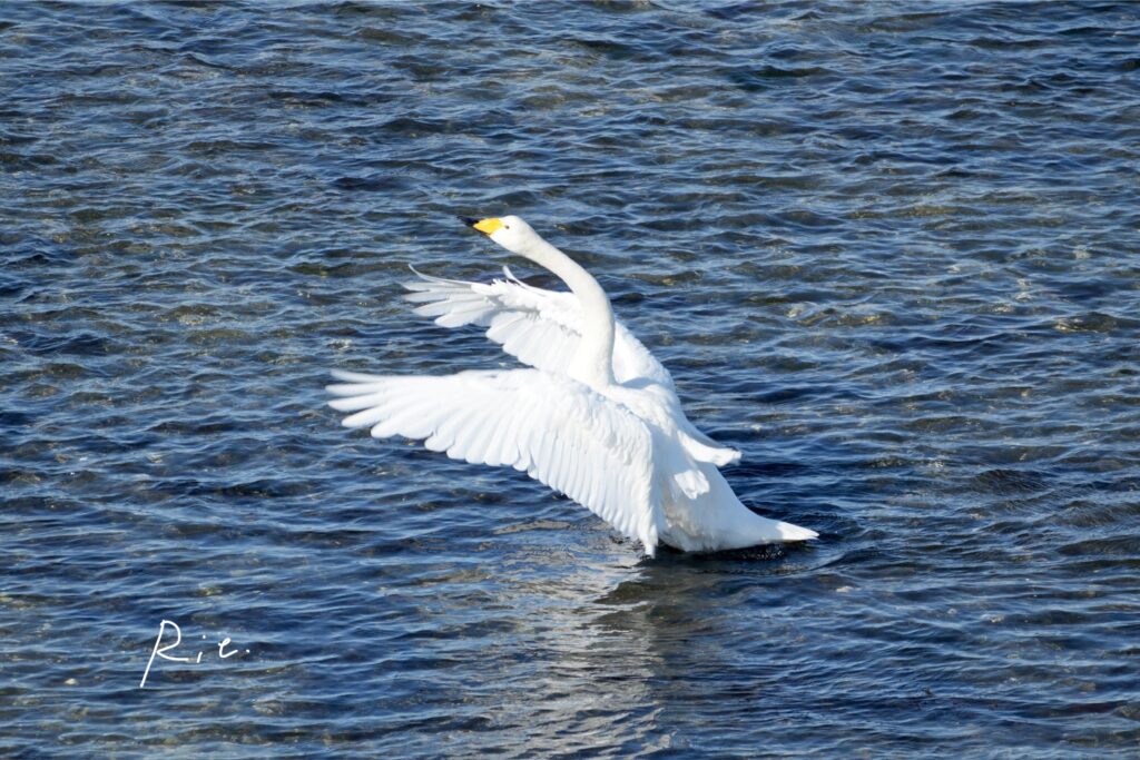 羽ばたくオオハクチョウ