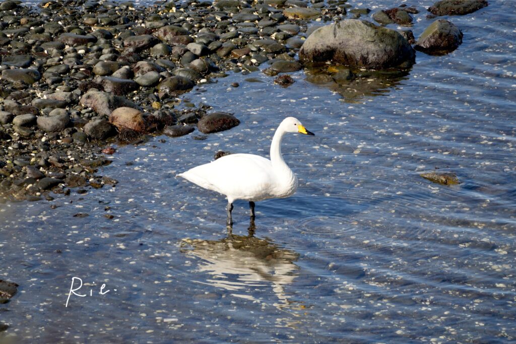 浅瀬に立ったオオハクチョウ