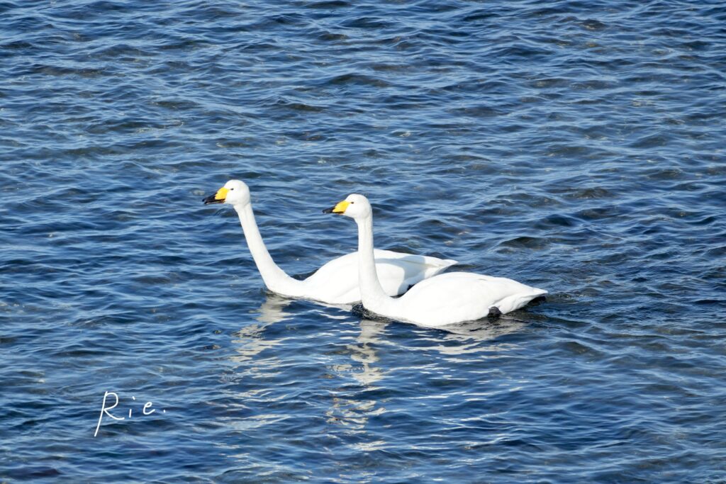 2羽寄り添って泳ぐオオハクチョウ