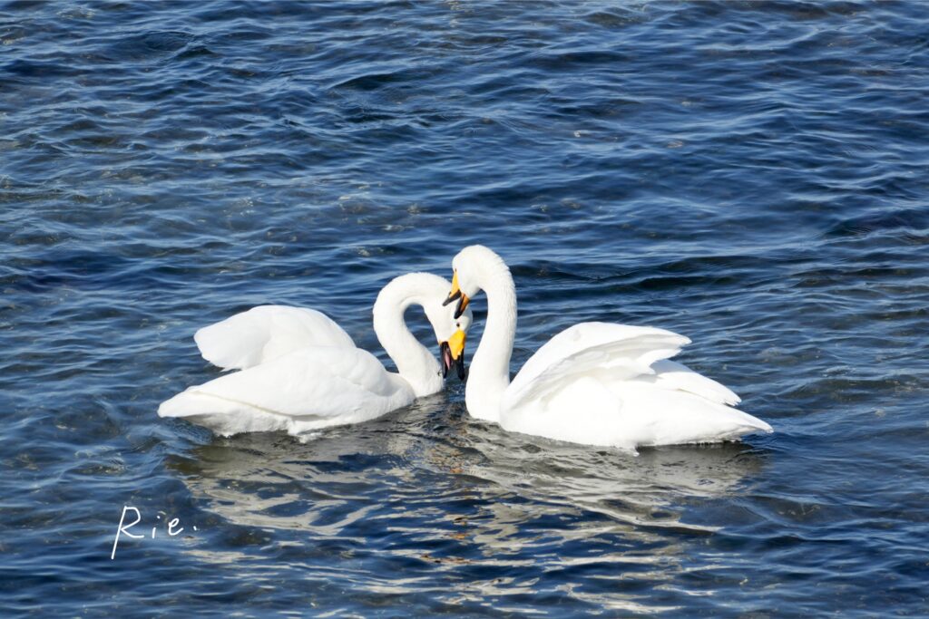 求愛行動をするオオハクチョウ④