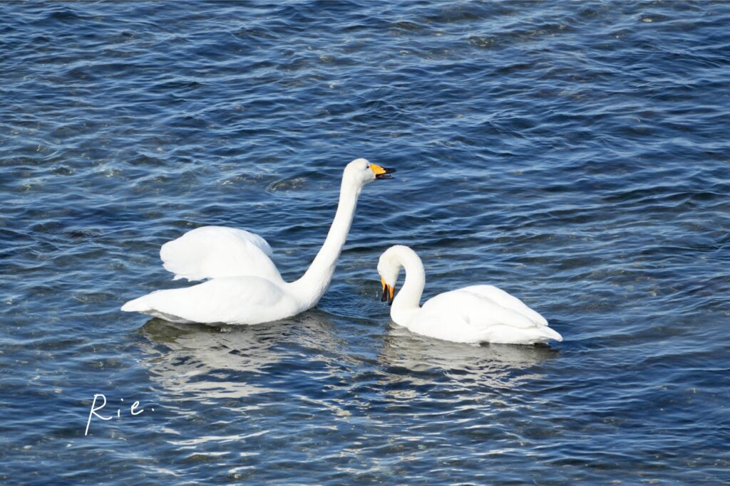 求愛行動をするオオハクチョウ①