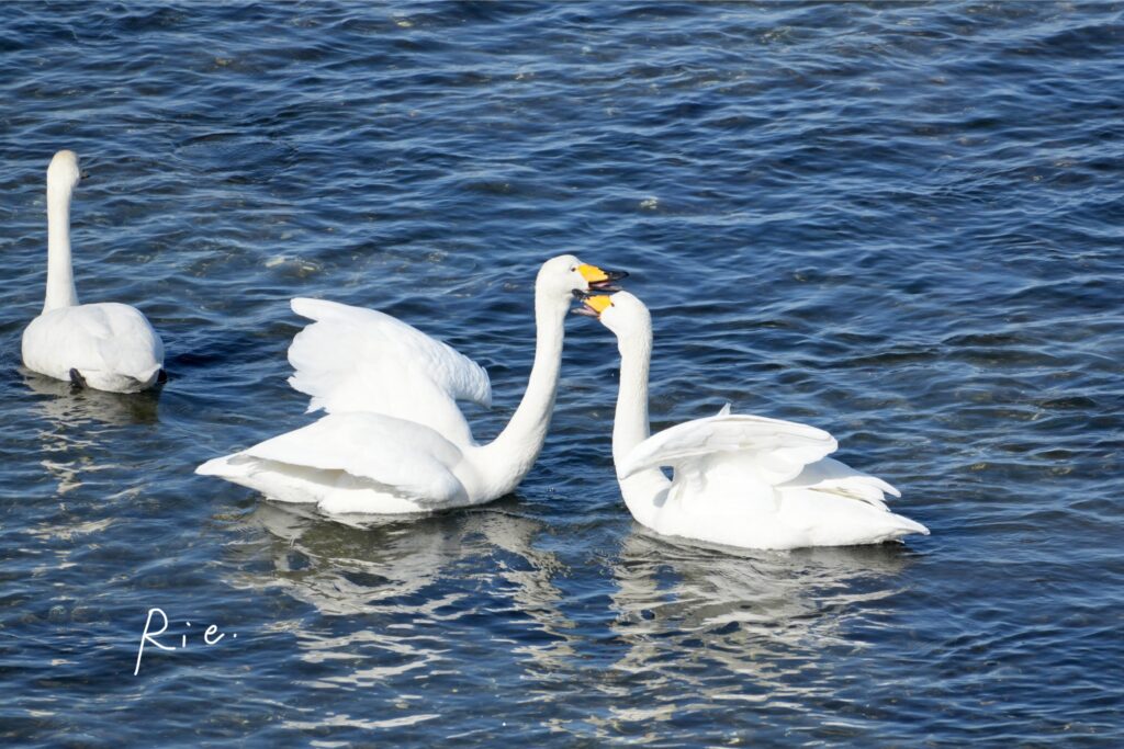 求愛行動をするオオハクチョウ②
