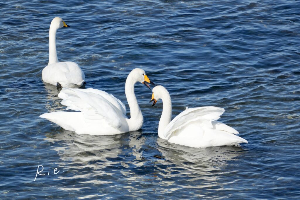 求愛行動をするオオハクチョウ③