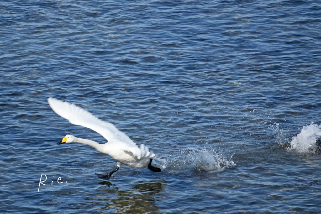 水面を走るオオハクチョウ