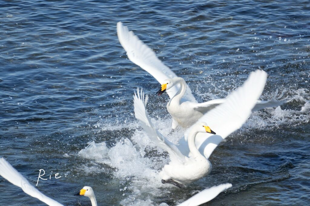 他のオオハクチョウに突っ込む様子