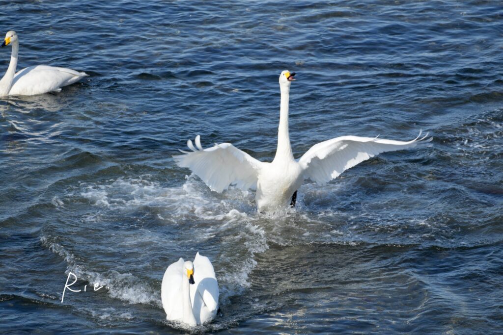 お怒りのオオハクチョウ