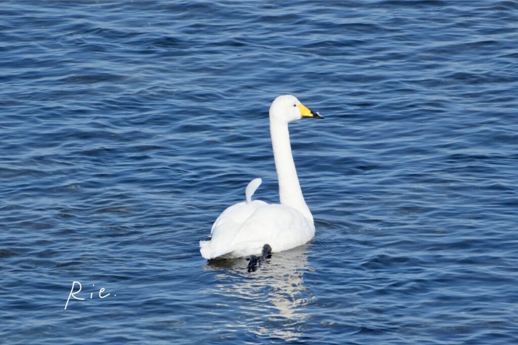 羽が1本毛羽立っているオオハクチョウ