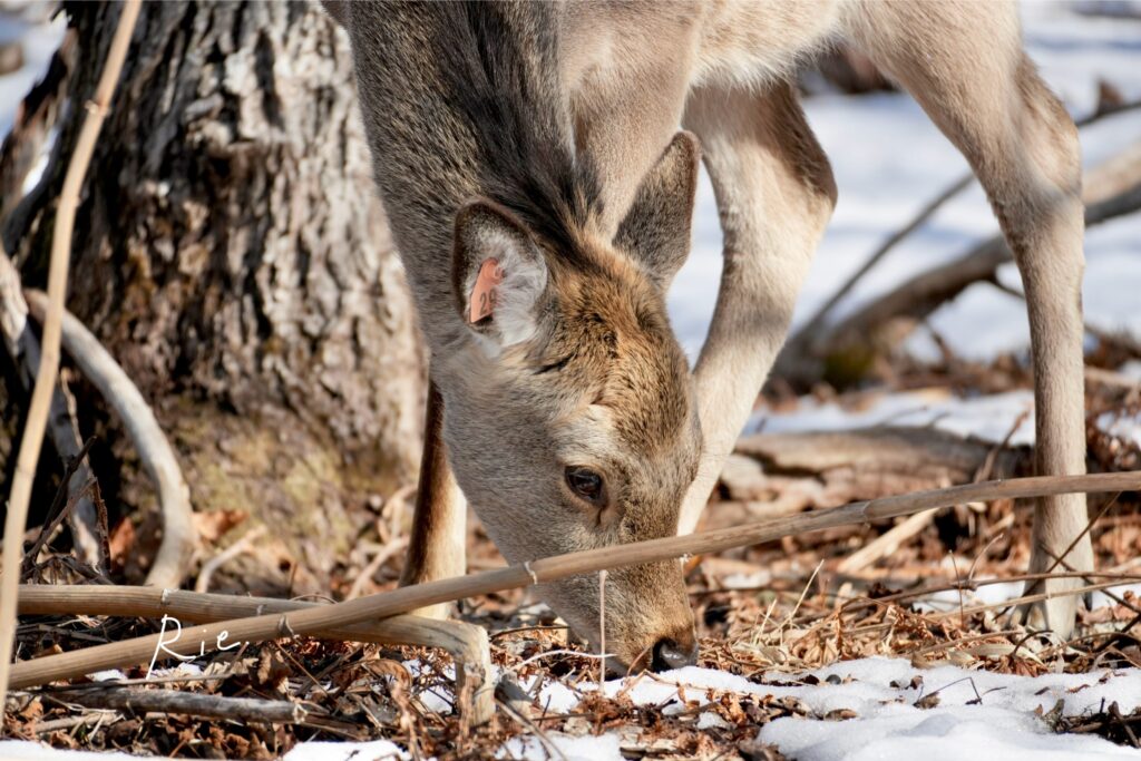耳にタグがついているエゾシカ