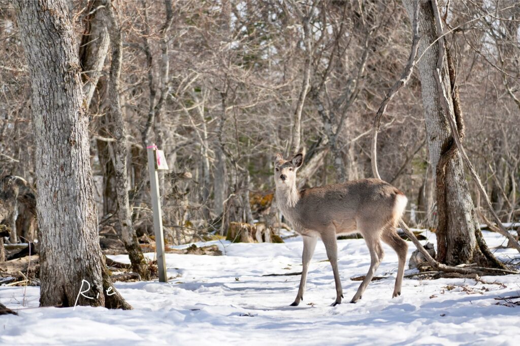 カメラ目線のエゾシカ