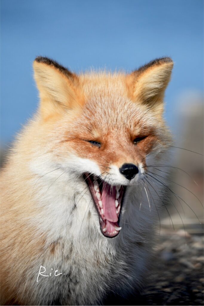 あくびをするキタキツネ