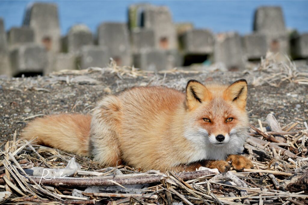 伏せをするキタキツネ