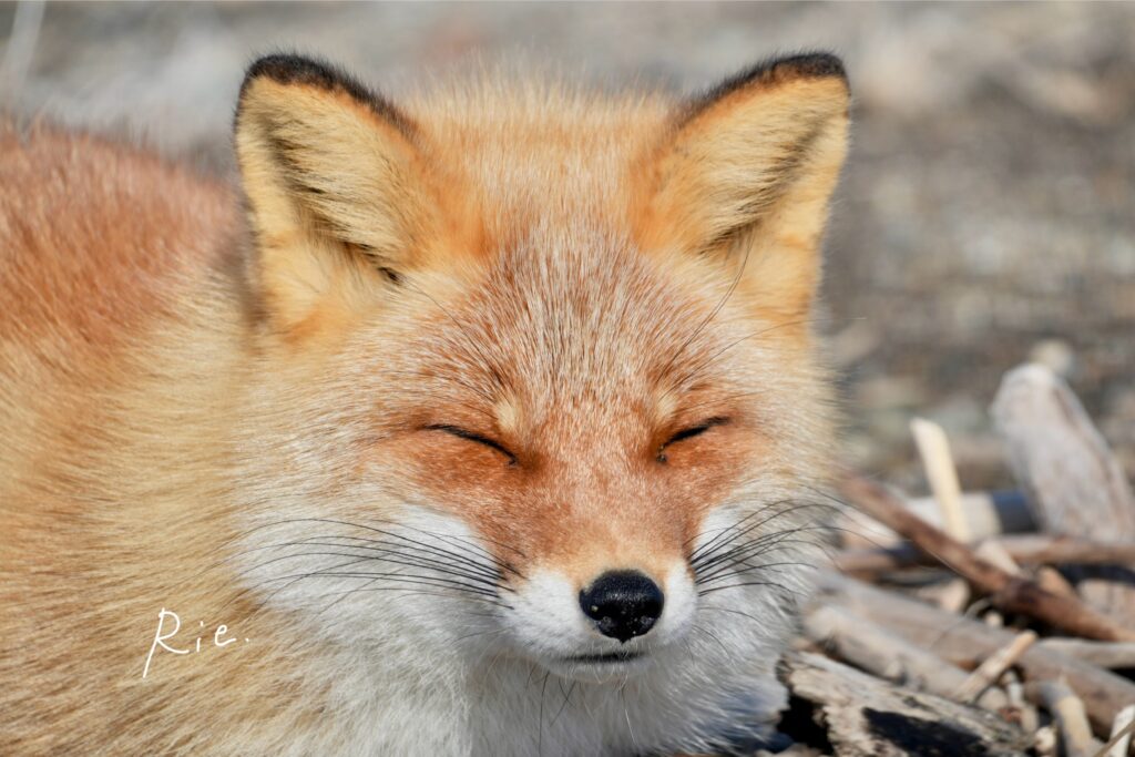 キタキツネのリラックス顔