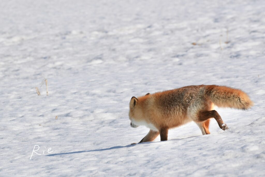 雪の上を歩くキタキツネ