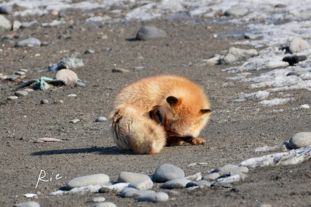 丸くなるキタキツネ