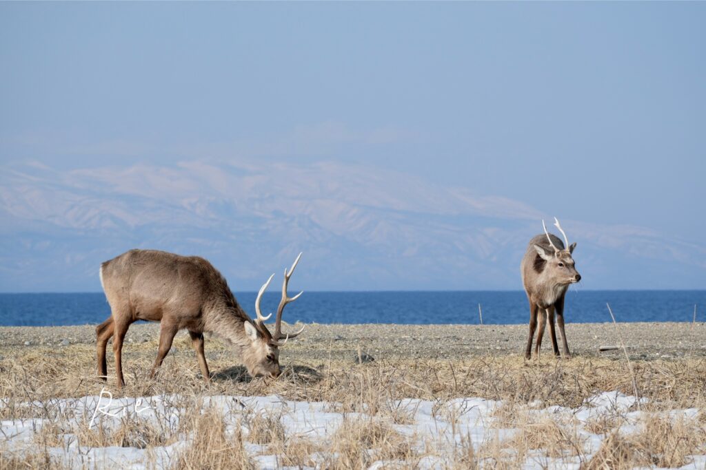 エゾシカ