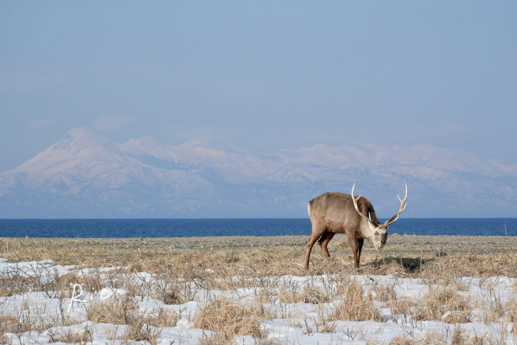 エゾシカ