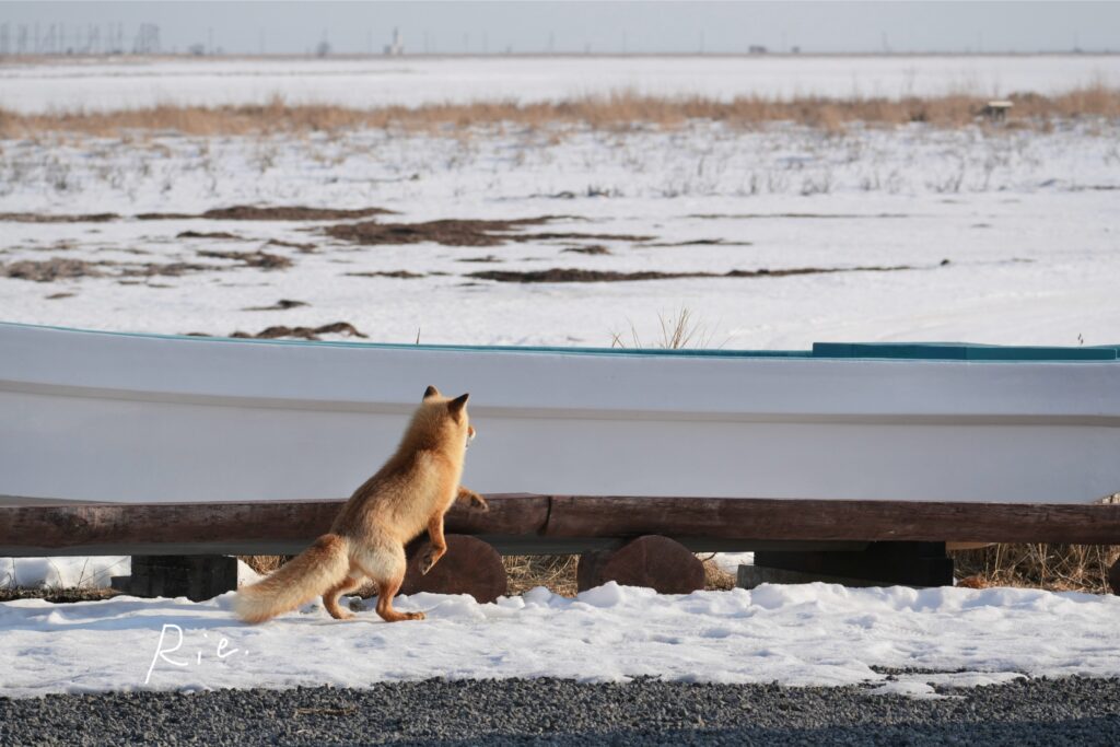 キタキツネ